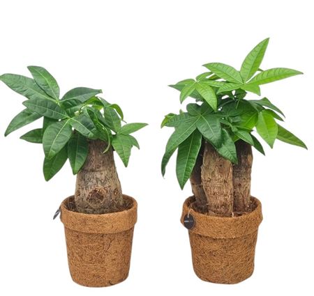 Kokopot Pachira Mix 13 Cm 2 Soorten