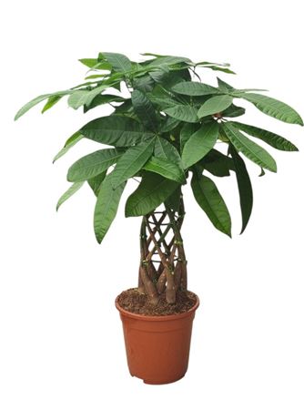 Pachira Aquatica Cage 21 Cm