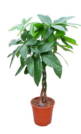 Pachira Aquatica Double 6 Stam 24 Cm
