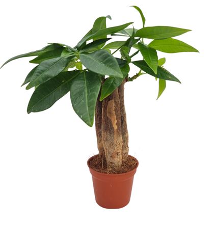 Pachira Aquatica Triple Stam