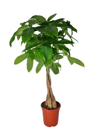 Pachira Aquatica 19 Cm 50 Hout