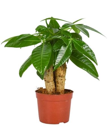 Pachira 3 Stem
