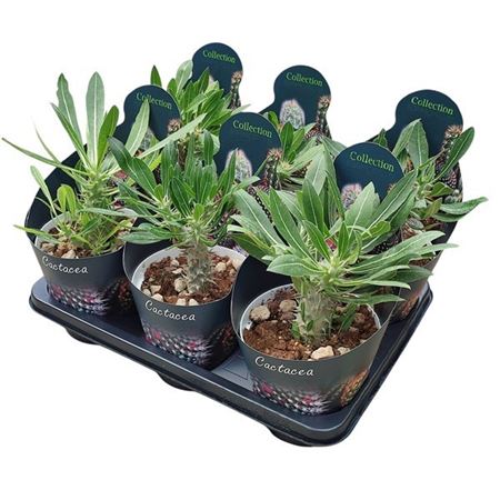 Pachypodium Densiflorum Potcover