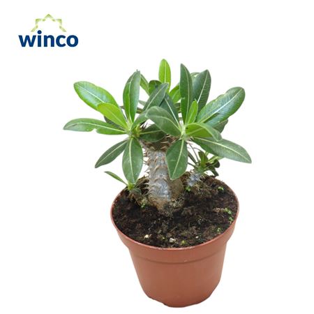 Pachypodium Saundersii