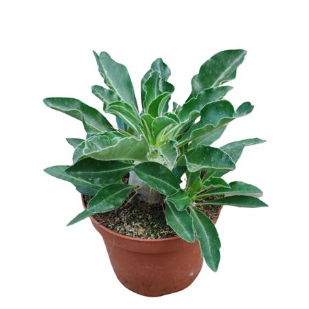 Pachypodium Saundersii