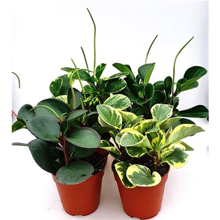 Peperomia Mix