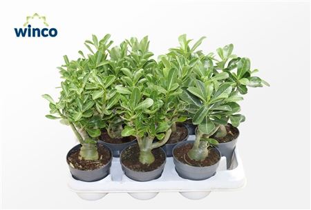 Adenium Obesum (caudex)