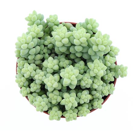 Sedum Burrito