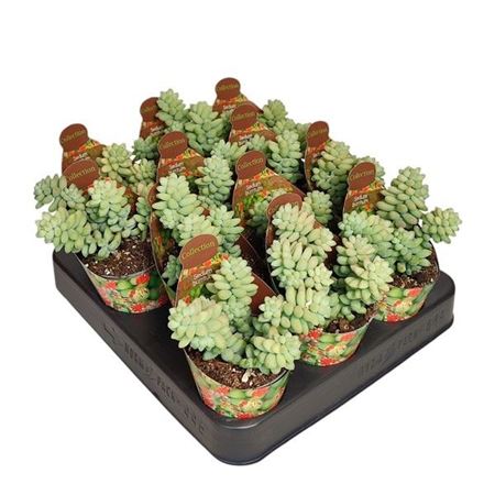 Sedum Burritum Potcover