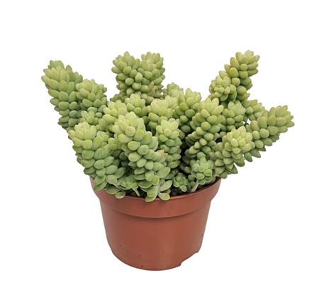 Sedum Burrito