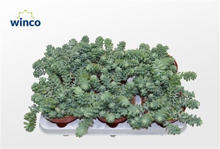 Sedum Burrito