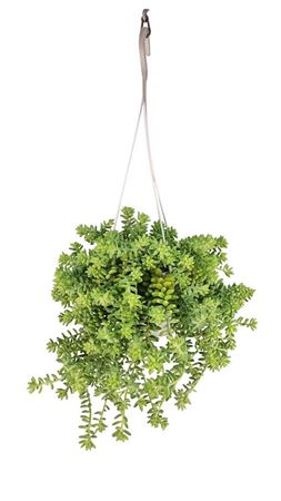 Sedum Burrito Hanging Pot
