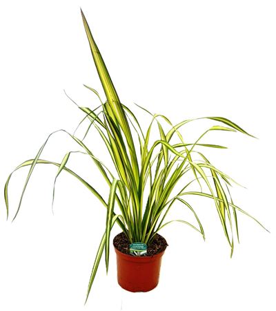 Phormium Cream Delight