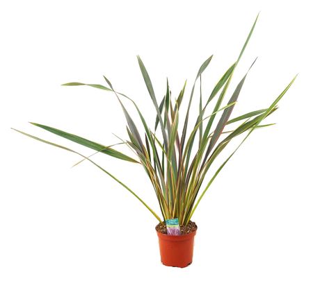 Phormium Sundowner