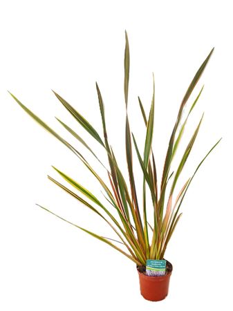 Phormium Sundowner