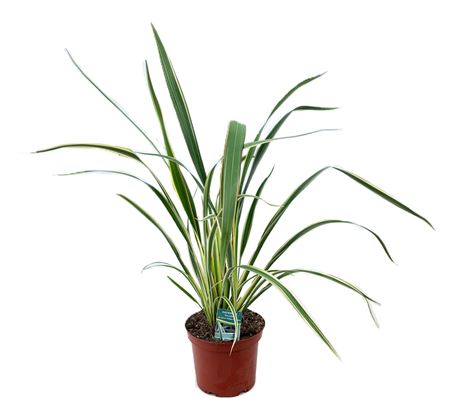 Phormium Tricolour