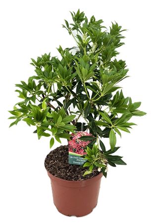 Pieris Forest Flame