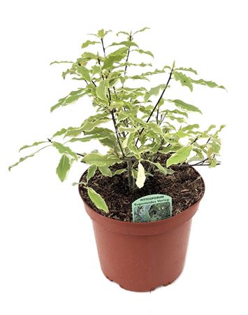 Pittosporum Eugonoides