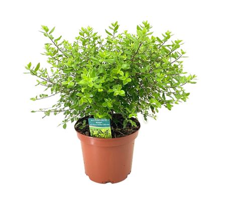 Pittosporum Midget
