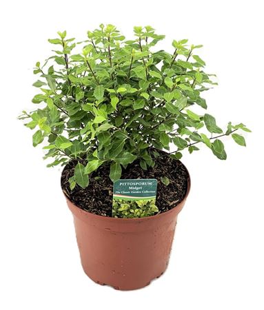 Pittosporum Midget