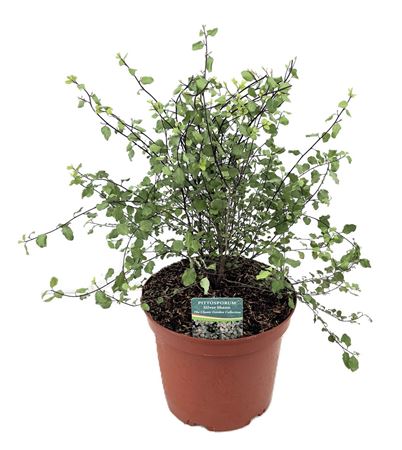 Pittosporum Silver Sheen
