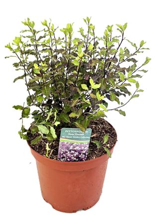 Pittosporum Tom Thumb