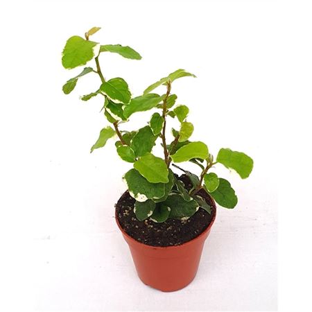 Ficus Pumila Sunny