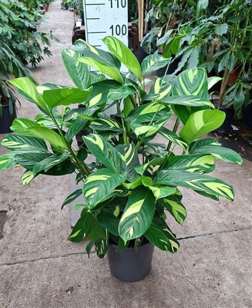 Ctenanthe Pilosa Golden Mosaic