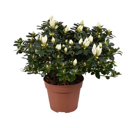 Azalea Gerard Kint White Open