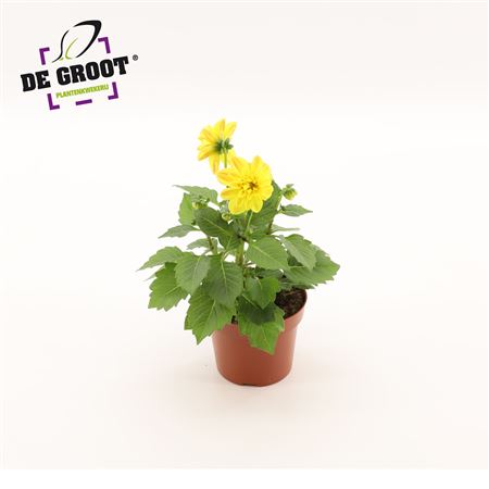 Dahlia Yellow