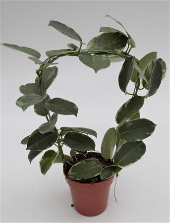 Stephanotis Alpine Variegated No Flower