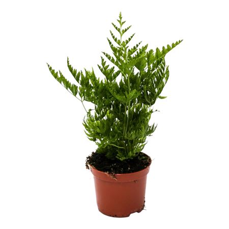 Pteris Straminea