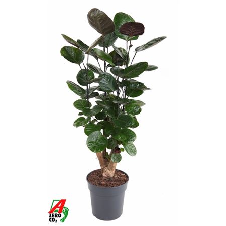 Polyscias Fabian Branched