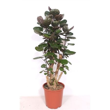 Polyscias Fabian Branched