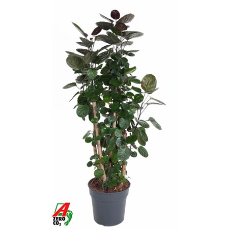 Polyscias Fabian Branched