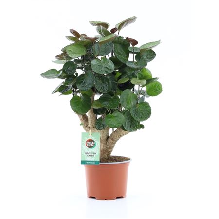 Polyscias Fabian Branched