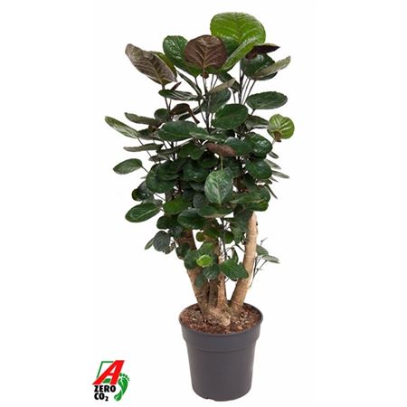 Polyscias Fabian Branched