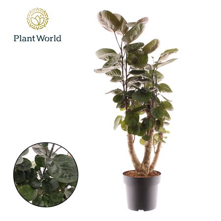 Polyscias Fabian Branched