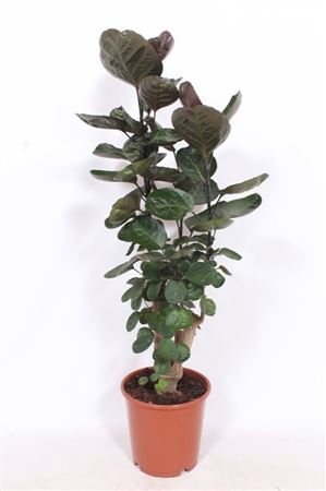 Polyscias Fabian Branched