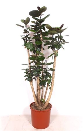 Polyscias Fabian Branched
