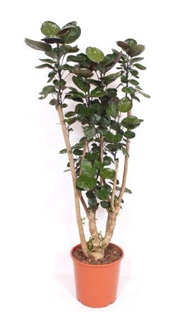 Polyscias Fabian Branched