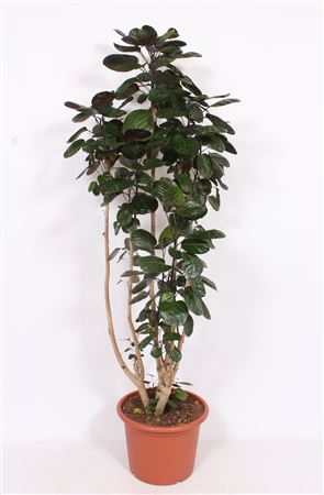 Polyscias Fabian Branched