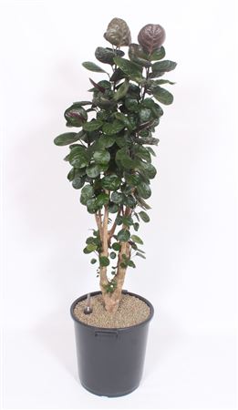 Polyscias Fabian Branched