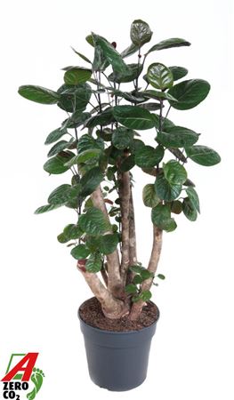 Polyscias Fabian Branched