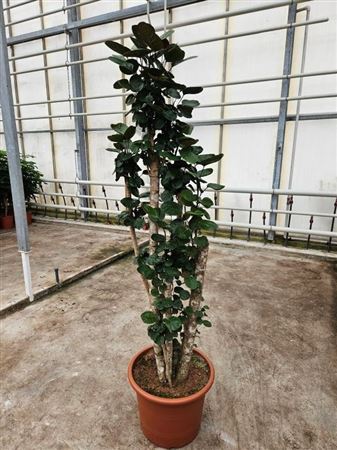 Polyscias Fabian