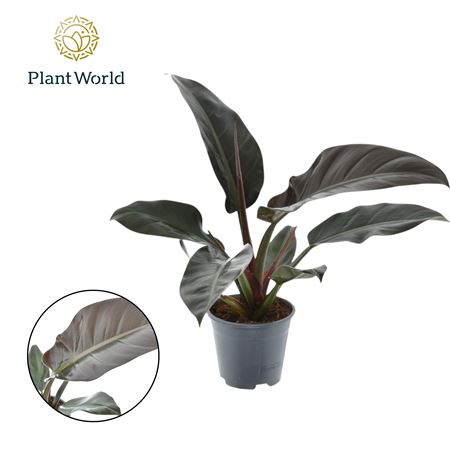 Philodendron Imperial Red