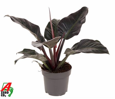 Philodendron Imperial Red