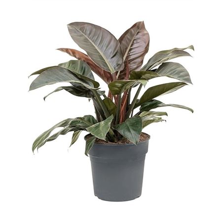 Philodendron Imperial Red