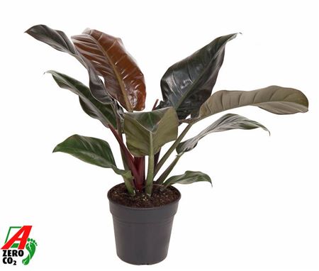 Philodendron Imperial Red