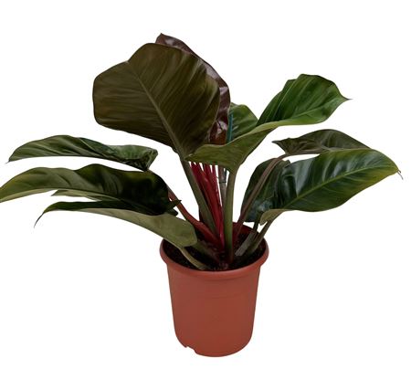 Philodendron Imperial Red